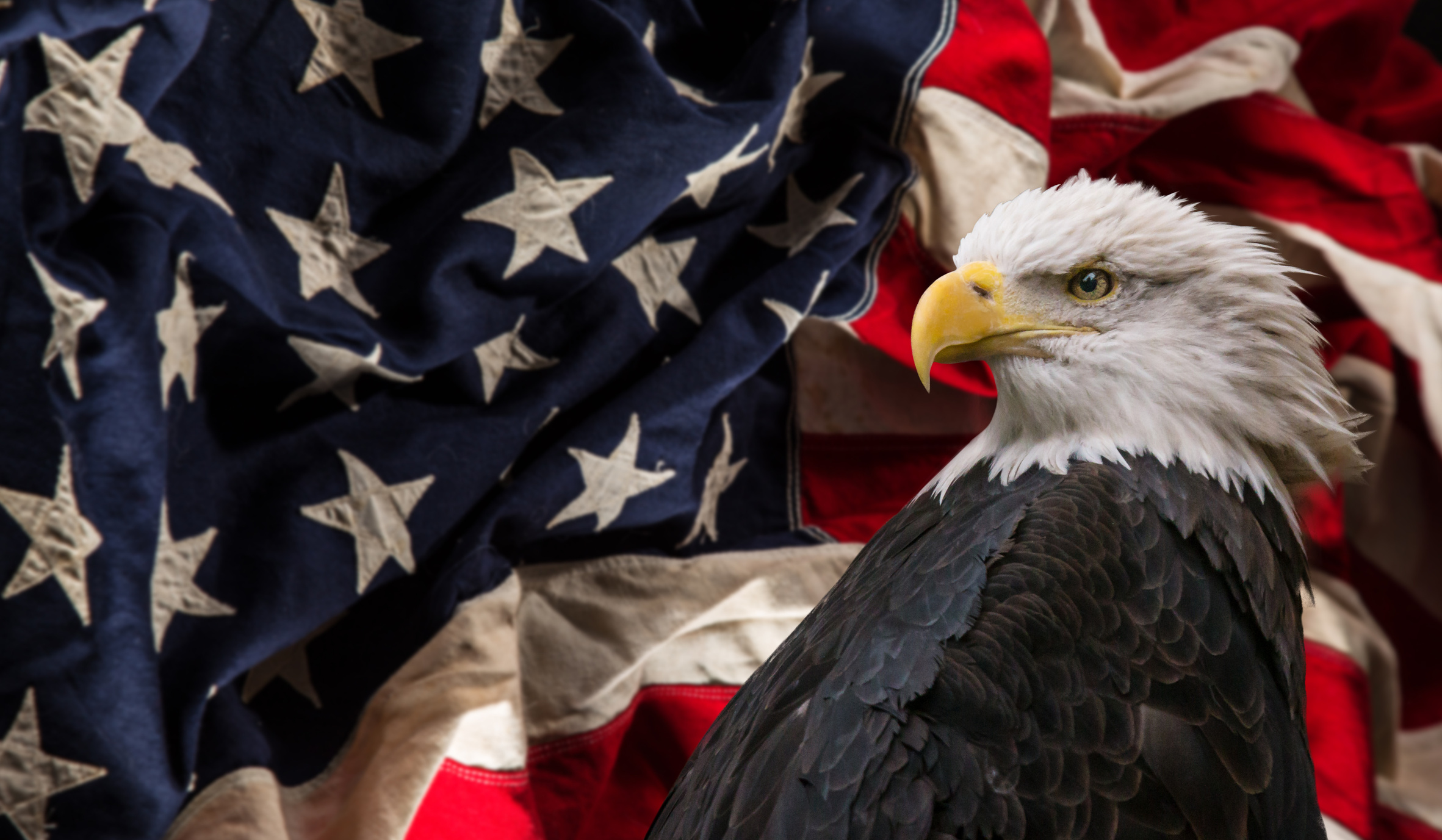 American Bald Eagle with Flag